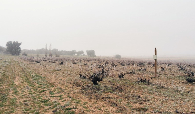 A la derecha, en un poste, grabadora de ultrasonidos para detectar murciélagos colocada en uno de los viñedos de Bodega Numanthia. Foto: Estudios y Proyectos Línea.