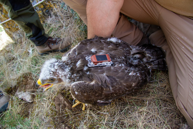 Uno de los pollos de águila de Bonelli marcados con GPS en la provincia de Zaragoza, con el emisor visible en su espalda.
