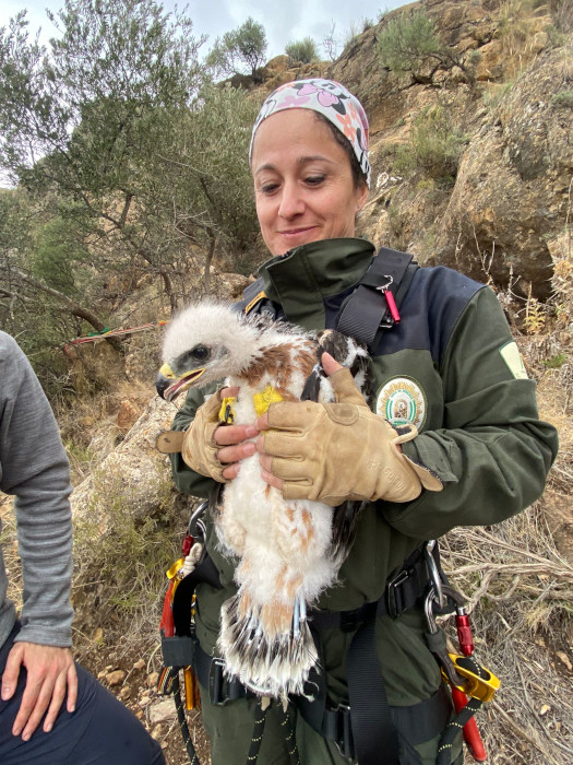 Una Agente de Medio Ambiente de la Junta de Andalucía sujeta a un pollo de águila de Bonelli.