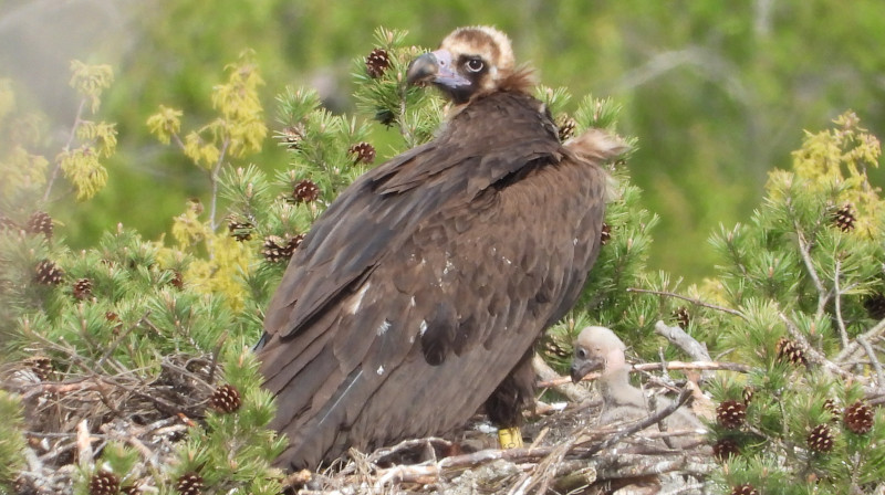 Uno de los pollos de buitre negro nacidos en 2024 en la Sierra de la Demanda, junto con uno de sus progenitores.