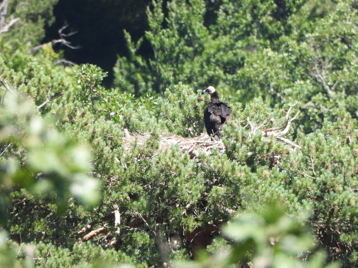 Pollo de buitre negro nacido en 2024 en la Sierra Oeste de la Comunidad de Madrid, vigilado por el Proyecto Monachus de GREFA.