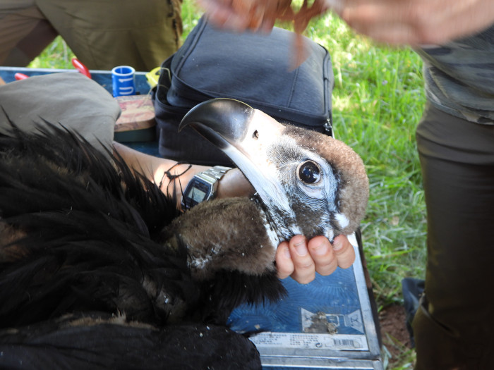 Revisión veterinaria de uno de los buitres negros que han nacido este año en el sector burgalés de la Sierra de la Demanda.