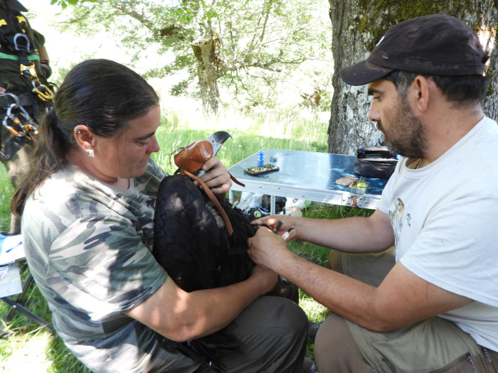 Colocación de un emisor GPS a uno de los pollos de buitre negro nacidos en la Sierra de la Demanda.