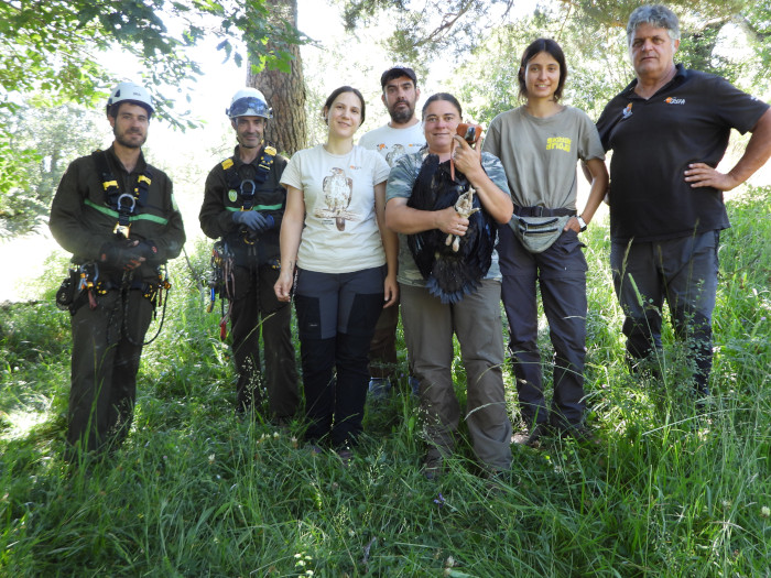 Equipo de GREFA y Agentes Medioambientales de la Junta de Castilla y León que han participado en el marcaje con GPS de uno de los buitres negros que han nacido en 2024 en la Sierra de la Demanda.