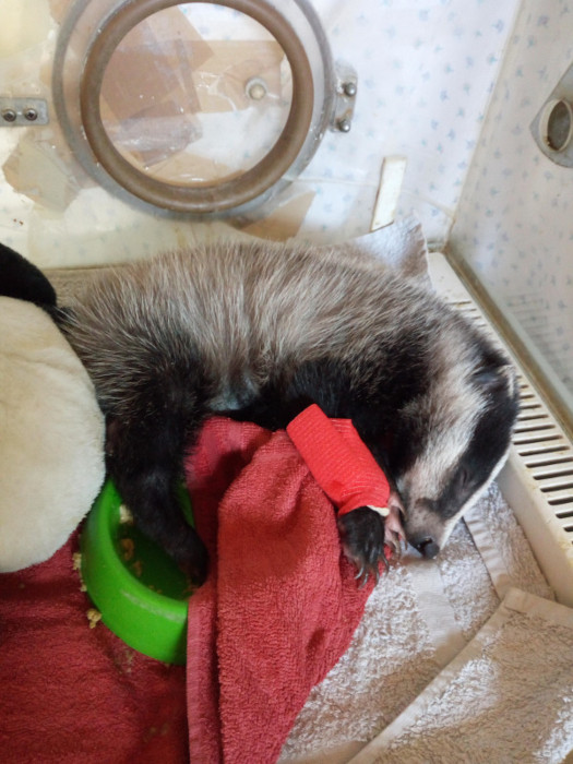 La tejona "Lola", cuando aún era un cachorrina, en una incubadora de nuestro hospital de fauna.