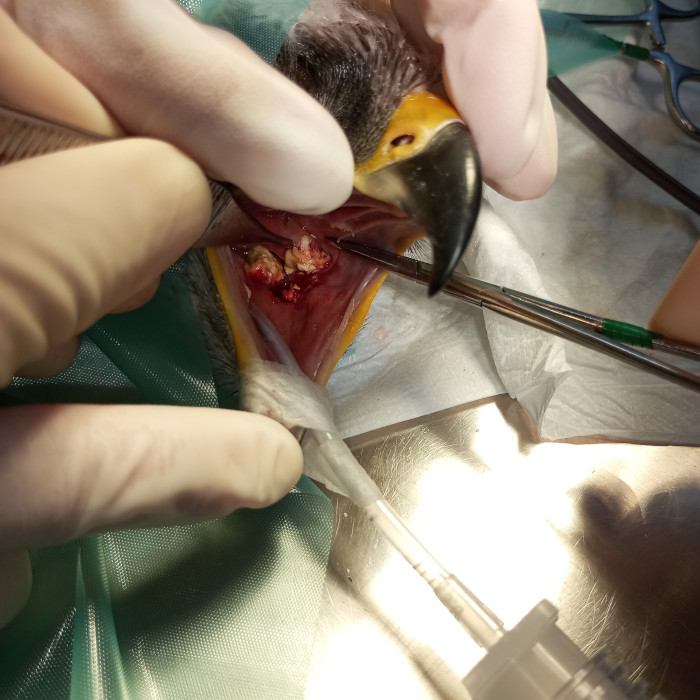 Extracción quirúrgica al águila de Bonelli con tricomonisis de las placas que presentaba en la cavidad oral, en la sala de operaciones del hospital de fauna de GREFA.