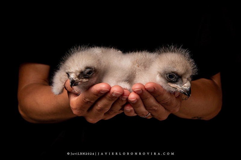 Dos pollos de águila de Bonelli nacidos en 2024 en el Centro de Cría en Cautividad de GREFA. Foto: Javier Lobón Rovira.