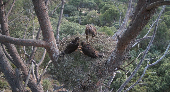 "Noria", madre primeriza de la población madrileña de águila de Bonelli, con sus dos pollos ya muy crecidos en el nido.