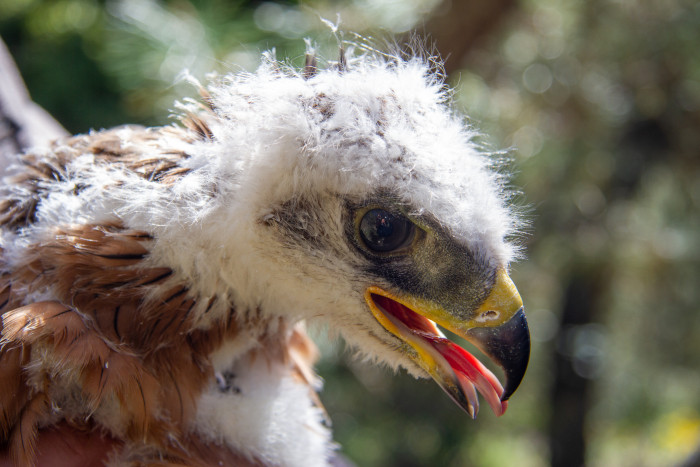 Primer plano de uno de los pollos de águila de Bonelli nacidos en 2024 en la Comunidad de Madrid.