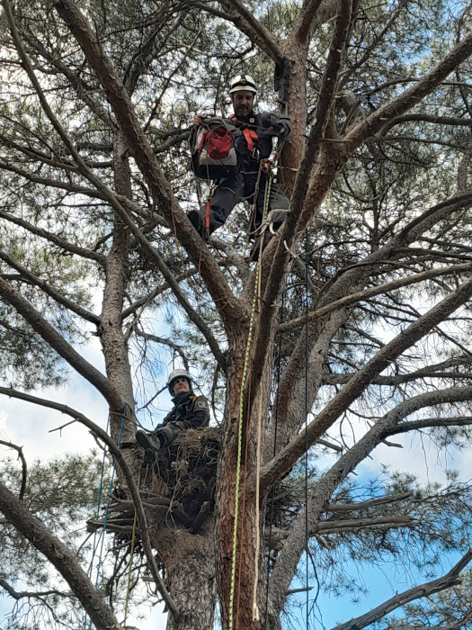 Agentes del GIAM y técnicos de GREFA realizan trabajos en altura para extraer momentáneamente a los pollos de un nido de águila de Bonelli de la Comunidad de Madrid con el fin de colocarles un emisor GPS. Al mismo tiempo se aprovecha para revisar y ajustar una cámara de vigilancia.