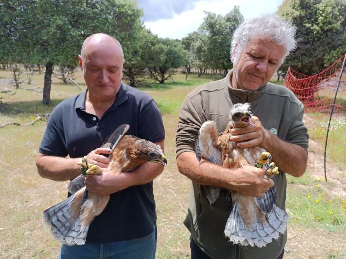 Nacho y Rafa, propietarios de dos fincas madrileñas colaboradoras de GREFA, son los encargados de introducir dos de los pollos de águila de Bonelli procedentes de Andalucía en la "jaula-hacking" del Parque Regional de la Cuenca Alta del Manzanares.