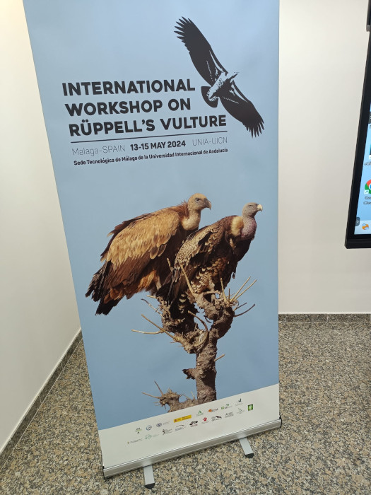 Roll-up anunciador del workshop internacional sobre el buitre de Rüppell.