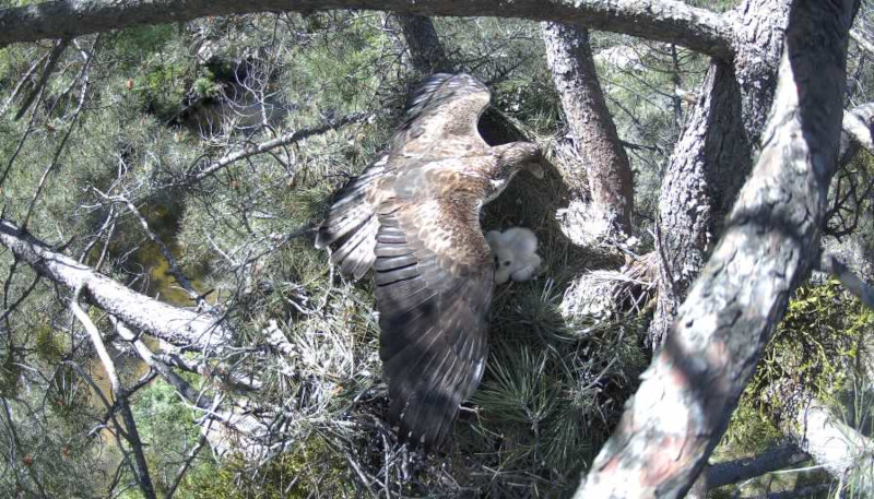Imagen grabada por la cámara en un nido de águila de Bonelli de la Comunidad de Madrid. La hembra "Haza" protege del sol con las alas a su pollito.