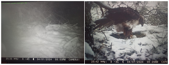 Dos capturas de la cámara en el nido de la hembra de águila de Bonelli "Alameda", perteneciente a la población madrileña de la especie. A la izquierda, este ejemplar aparece tumbado en su nido a -4ºC y cubierta por la nieve, de la que prácticamente solo asoma la punta del pico. A la derecha, "Alameda" seis días más tarde, a -3ºC y todavía con nieve en el nido, que al ponerse de pie deja ver los dos huevos que está incubando.