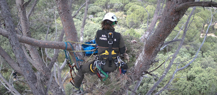 La cámara instalada en el nido de las águilas de Bonelli "Noria" y "Alcaudete" muestra a una Agente Forestal de la Comunidad de Madrid sacando momentáneamente del nido a los dos pollos de esta pareja para procecer a colocarles sendos emisores GPS.