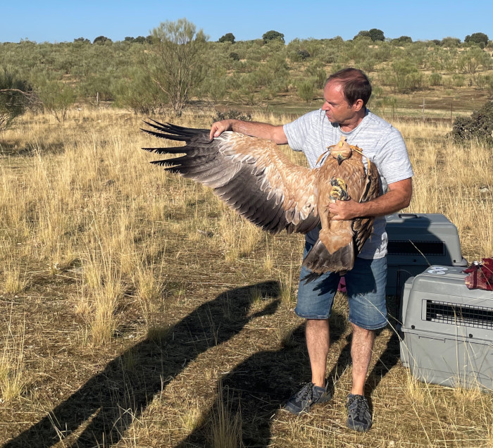 Un rehabilitador de fauna de GREFA con el águila imperial “Lola” justo antes de su liberación.