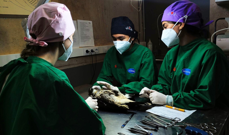 Voluntarios del Hospital de Fauna Salvaje de GREFA llevan a cabo una necropsia a un ratonero.
