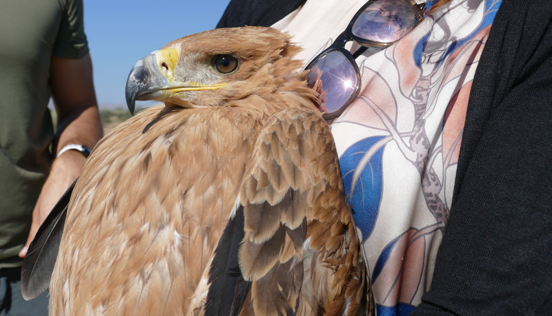Primer plano de la hembra de águila imperial "Sol" poco antes de su liberación en el verano de 2022.
