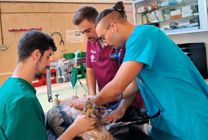 Dos voluntarios asisten a un veterinario de GREFA durante la revisión de un buitre leonado.