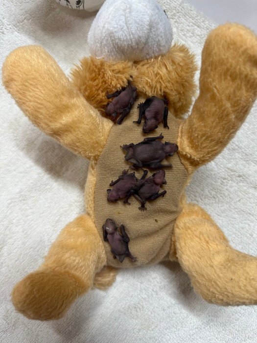 Crías de murciélago tras ingresar en la nursería del hospital de fauna de GREFA.