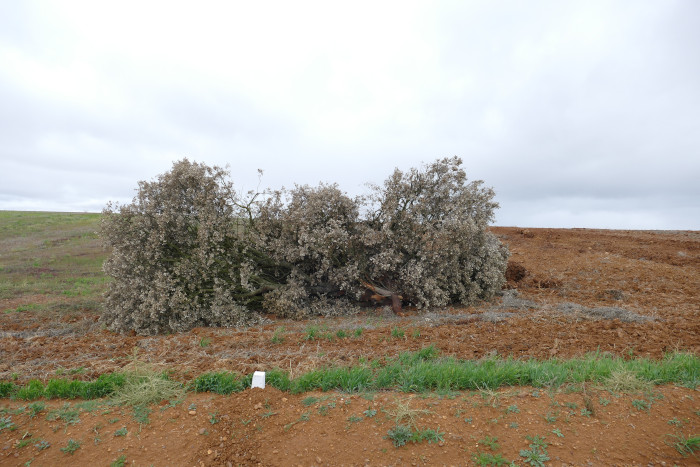 Encina cortada en una zona sometida a concentración parcelaria de la provincia de León donde ha actuado nuestro proyecto para el control biológico del topillo.