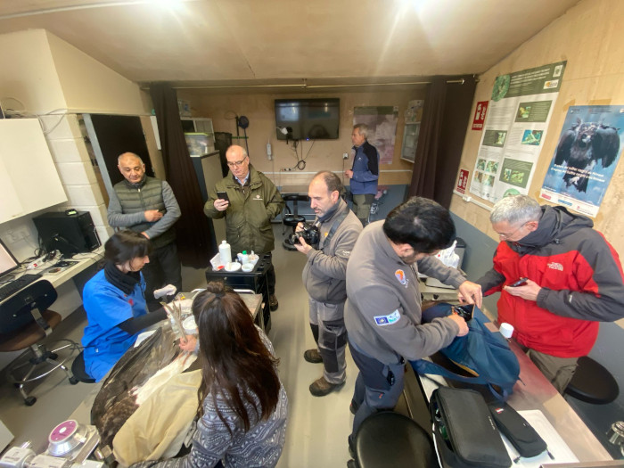 El grupo de visitantes italianos es testigo del marcaje con emisores GPS de cigüeñas negras criadas en GREFA.