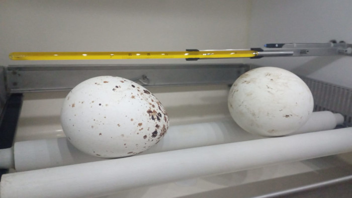 Huevos de buitre negro (izquierda) y de buitre leonado (derecha), ambos correspondientes a puestas hechas en GREFA en 2024.