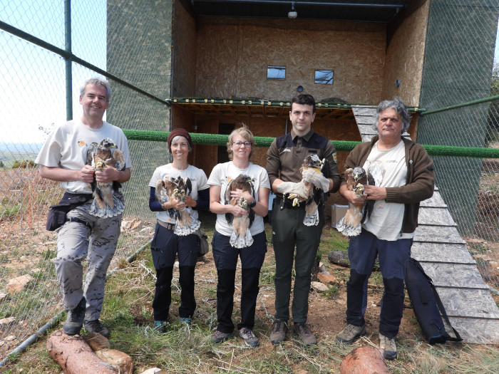 El equipo de GREFA y un Agente para la Protección de la Naturaleza de Aragón, con las cinco águilas de Bonelli instantes antes de que sean introducidas en la "jaula-hacking" de Guara.