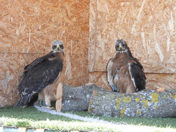 Dos de las águilas de Bonelli trasladadas a Aragón, a la espera de su liberación definitiva dentro de varias semanas.
