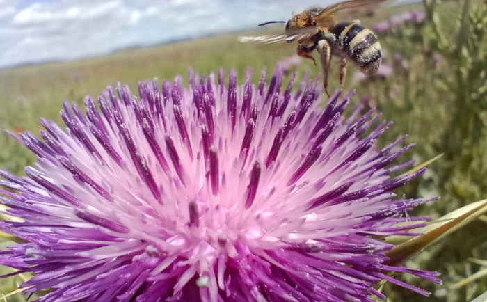 Abeja silvestre de la especie Halictus scabiosae sobre una flor de cardo mariano, fotografiada en la parcela "Las Pozas", que GREFA gestiona en Villalar de los Comuneros (Valladolid).