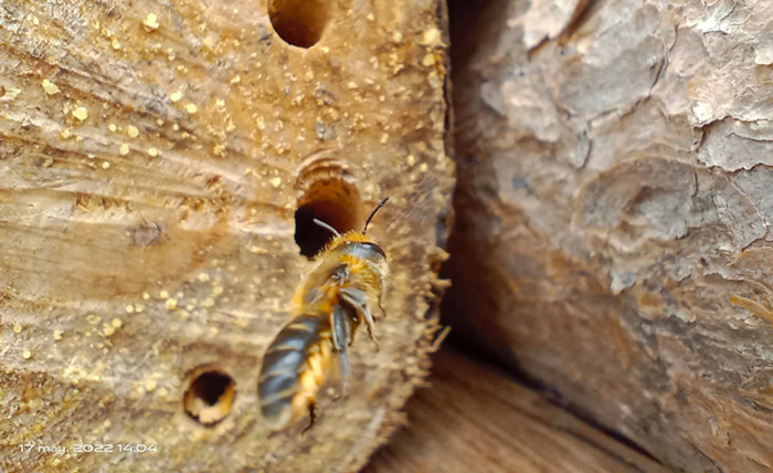 Una abeja solitaria del género Osmia se dispone a entrar en su nido.