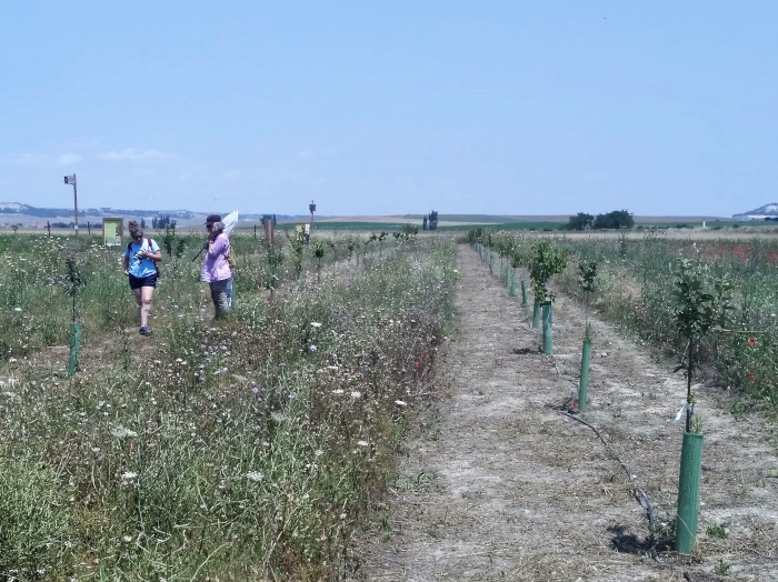 Panorámica de la Parcela Agraria Demostrativa "Las Pozas", en Villalar de los Comuneros (Valladolid), donde GREFA lleva a cabo sus estudios y proyectos con abejas silvestres.