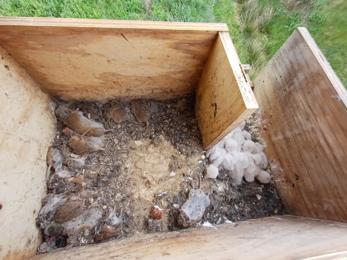 Pollitos de cernícalo vulgar en una caja nido que hemos instalado en Frechilla (Palencia), en la que también se aprecia una "despensa" de topillos capturados por la pareja reproductora.