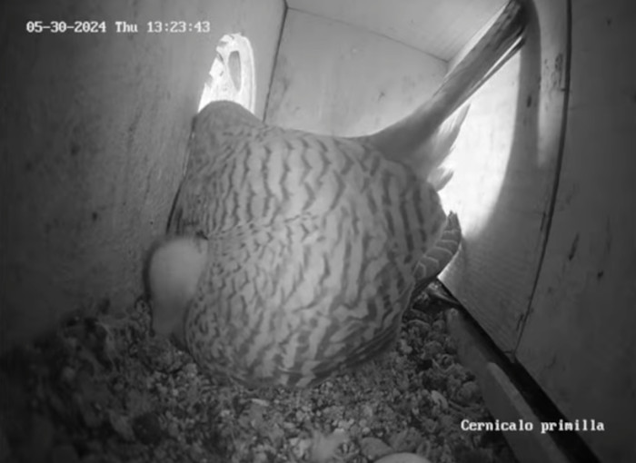 Captura de pantalla de la hembra de cernícalo primilla con sus pollos en el nido del primillar de Pinto (Madrid) en el que hemos instalado la webcam.
