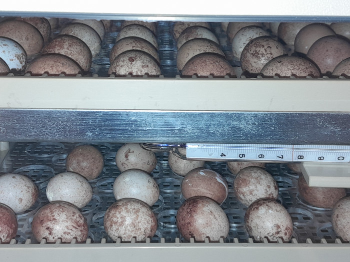 Huevos de cernícalo primilla en una incubadora del Centro de Cría de GREFA.