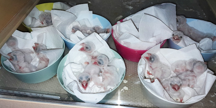 Pollos de cernícalo primilla recién nacidos en la sala de cuidados nenotales de GREFA. 