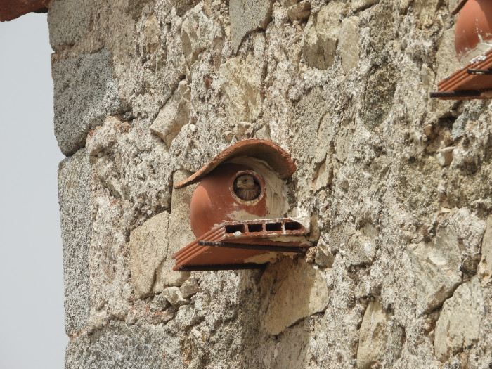 Pollo de cernícalo primilla asomando por la abertura de uno de los nidos-vasija instalados en Campo Azálvaro, en una colonia de la especie a 1.300 metros de altitud.