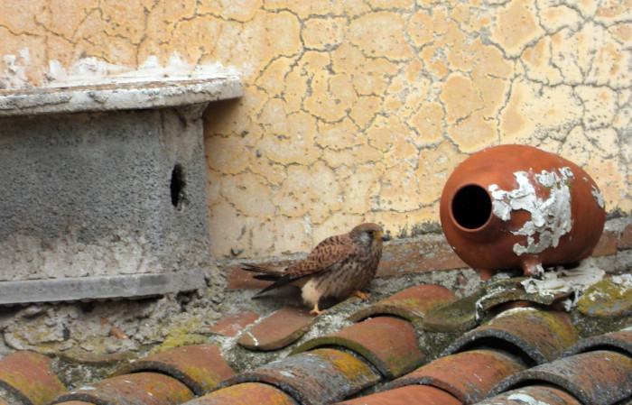 Hembra de cernícalo primilla junto a un nido vasija en el silo de Sanchidrián (Ávila).