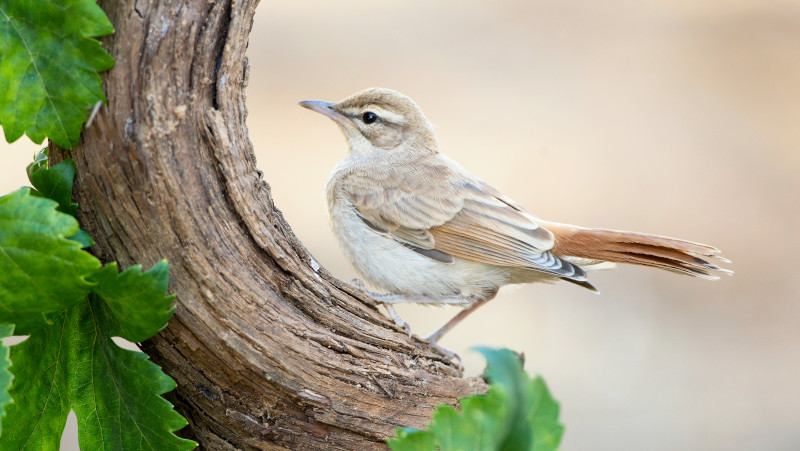 Alzacola rojizo posado en una cepa, en uno de los viñedos acogido al proyecto Alzanatura. Foto: Alfonso Roldán.