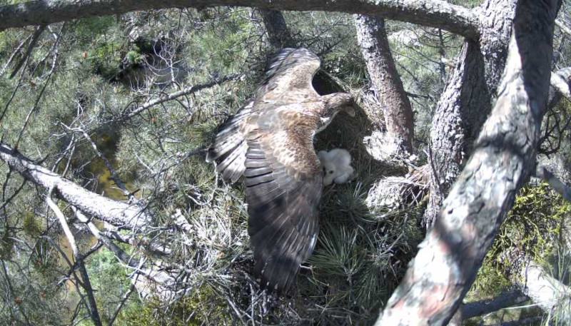 Imagen grabada por la cámara en un nido de águila de Bonelli de la Comunidad de Madrid. La hembra "Haza" protege del sol con las alas a su pollito "Chavela".