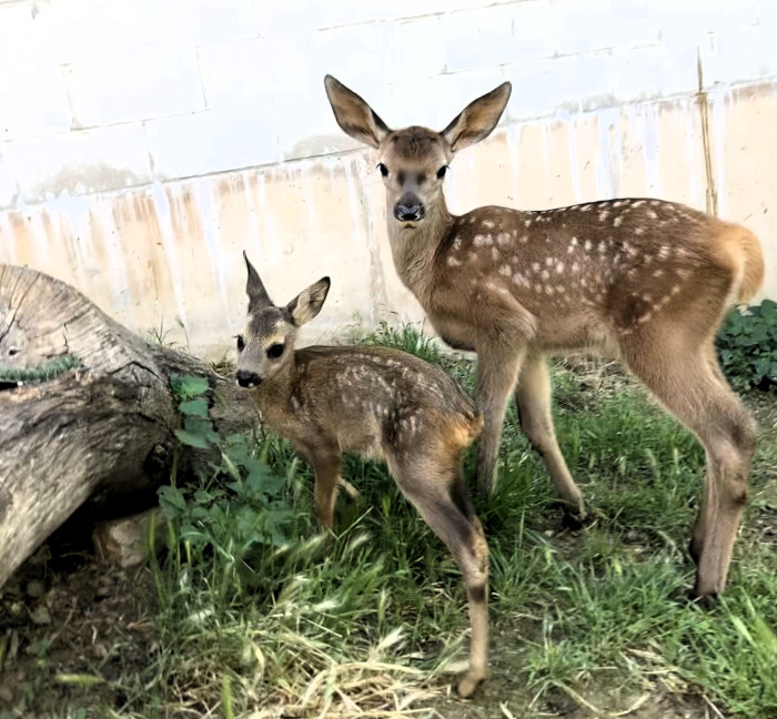 Gracias a la Fundación Ibercaja, se reforzará nuestro trabajo con los animales “huérfanos”.