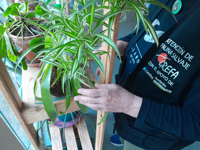 Edith cuida unas plantas de nuestro centro, como viene haciendo desde hace años.