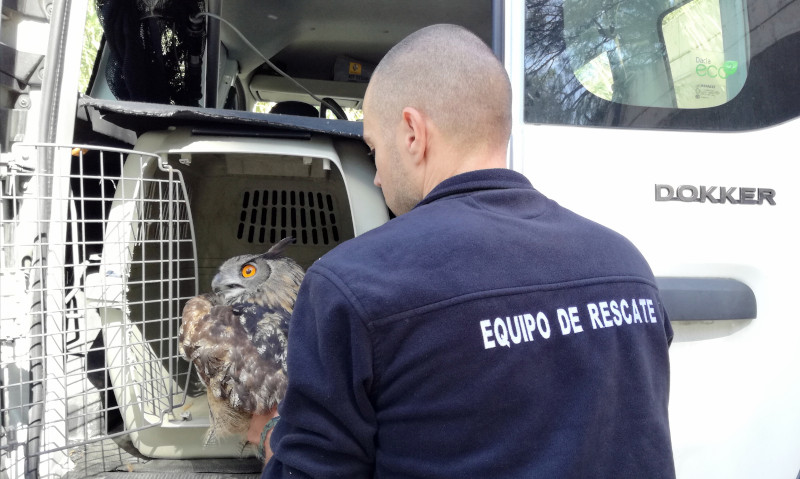 Un búho real a punto de ser trasladado al hospital de fauna de GREFA por el Equipo de Rescate de esta ONG.