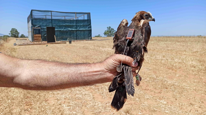 Ejemplar juvenil de aguilucho cenizo marcado con un emisor GPS, lo que permitirá seguir los movimientos de esta especie migratoria.