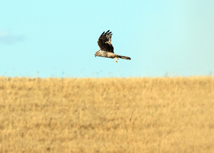 Una hembra de aguilucho cenizo sobrevuela un campo de cereal. Conservación y agricultura forman un binomio en el proyecto LIFE SOS Pigargus.