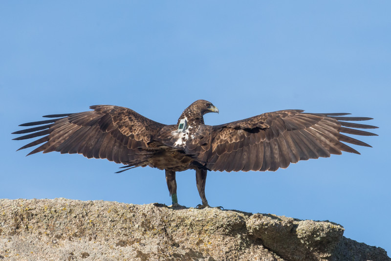 Águila de Bonelli reintroducida, con su emisor GPS visible en el dorso del ejemplar. Foto: Alberto Álvarez.