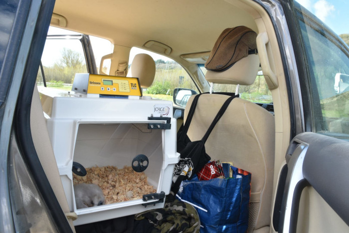 Transportín con el pollo "Entzia" en su interior, durante su traslado desde la sede de GREFA en Majadahonda (Madrid) hasta la Montaña Alavesa.