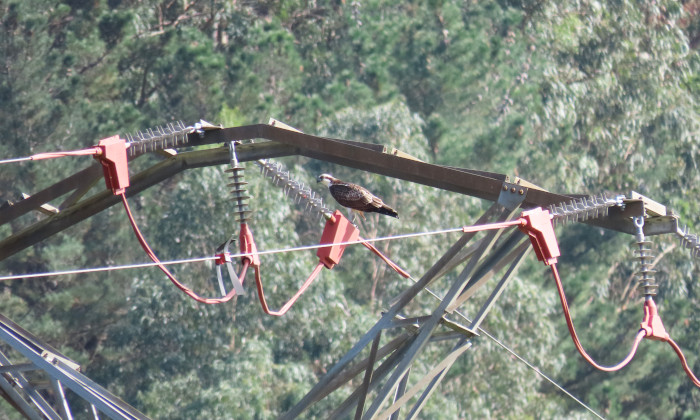 Águila pescadora posada en un apoyo corregido por EDP a iniciativa del Proyecto Pigargo. Las medidas para proteger a los pigargos también benefician a otras especies.