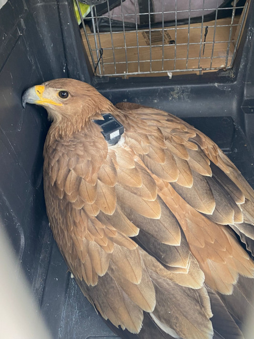 El águila imperial protagonista de esta historia, en el transportín en el que se le trasladó al punto de liberación, con su emisor GPS visible.