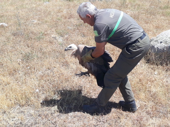 Un Agente Medioambiental de Castilla y León, en respuesta a un aviso de GREFA, procede a la recogida junto al CTR Ávila-Norte de un buitre leonado joven probablemente intoxicado y todavía vivo, en julio de 2021.